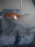 thm_DSC00006.gif