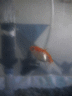 thm_DSC00007.gif